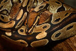 Ball Python