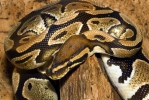 Ball Python