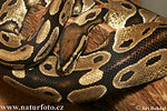 Ball Python