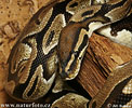 Ball Python