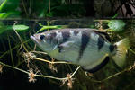 Banded Archerfish