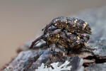 Banded Pine Weevil