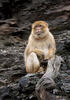 Barbary Macaque