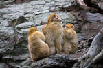 Barbary Macaque