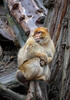 Barbary Macaque