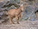 Barbary Sheep