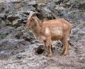 Barbary Sheep