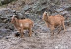 Barbary Sheep