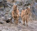 Barbary Sheep