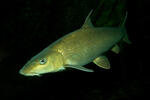 Barbel