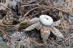 Barometer Earthstar