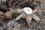 Barometer Earthstar