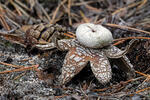 Barometer Earthstar