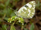 Bath White