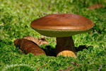 Bay Bolete