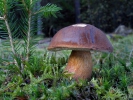 Bay Bolete