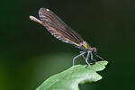 Beautiful Demoiselle