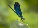 Beautiful Demoiselle