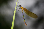 Beautiful Demoiselle