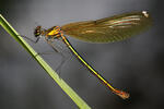 Beautiful Demoiselle