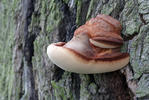 Beefsteak Fungus