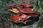 Beefsteak Fungus