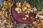 Beefsteak Fungus