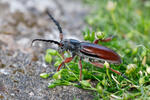 Beetle