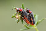 Beetle - Cantharis fusca