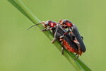 Beetle - Cantharis fusca