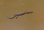 Bergvattensalamander