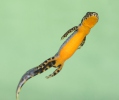 Bergvattensalamander