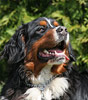 Bernese Mountain Dog