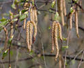 Betula pendula