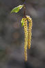 Betula pendula