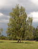 Betula pendula