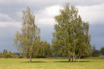 Betula pendula