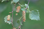 Betula pendula