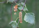 Betula pendula