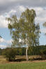 Betula pendula