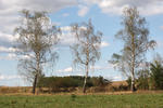 Betula pendula