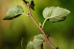 Betula pendula