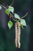 Betula pendula