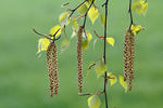 Betula pendula