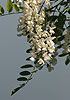 Beyaz çiçekli yalancı akasya