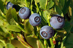 Bilberry