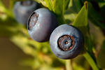 Bilberry