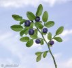 Bilberry