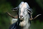 Billy-goat