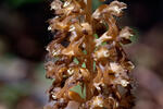 Bird's-nest Orchid